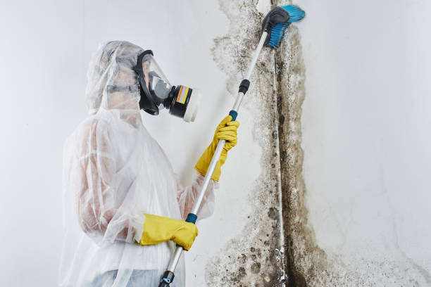 Best Local Mold Removal Service  in Massanutten, VA