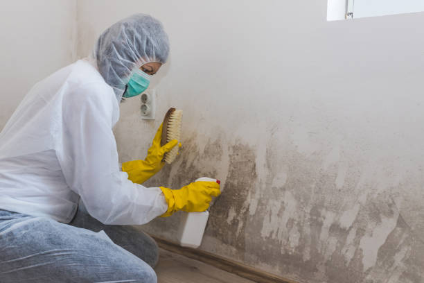 Best Home Mold Removal  in Massanutten, VA