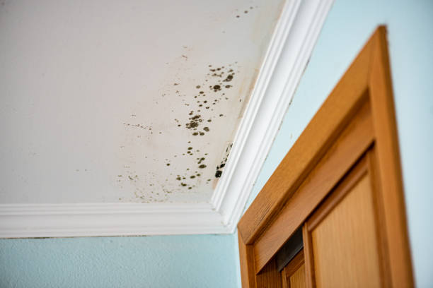 Best Fast Mold Removal  in Massanutten, VA