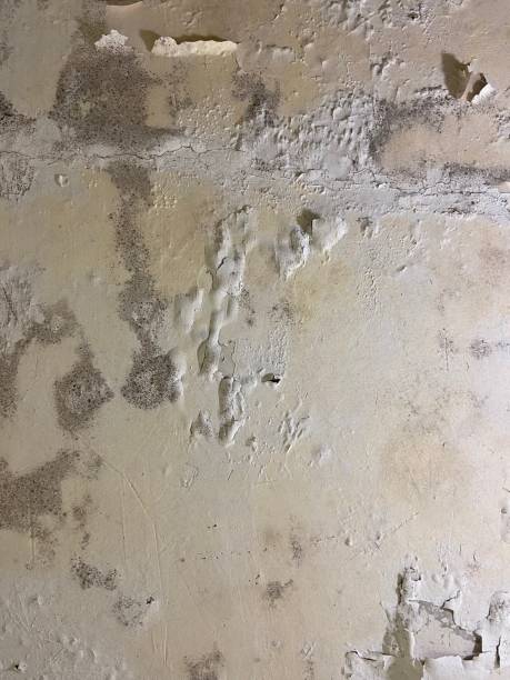 Best Mold Removal Near Me  in Massanutten, VA