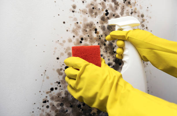 Best Residential Mold Removal  in Massanutten, VA