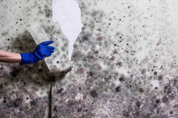 Best Toxic Mold Removal  in Massanutten, VA