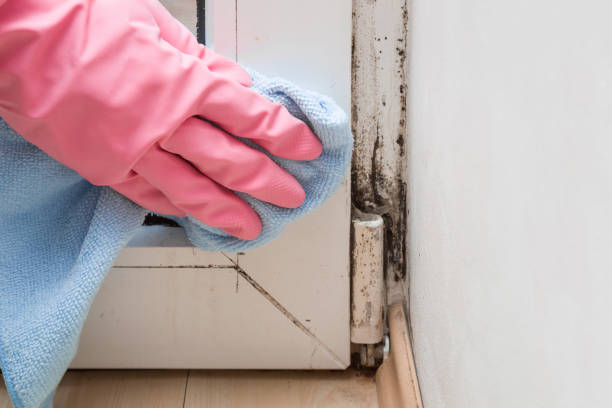 Best Mold Remediation  in Massanutten, VA