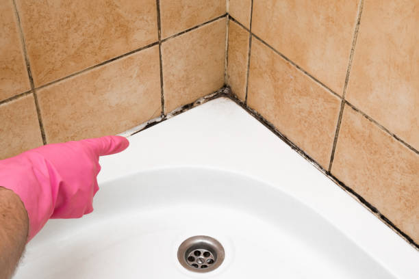 Best Office Mold Removal Services  in Massanutten, VA